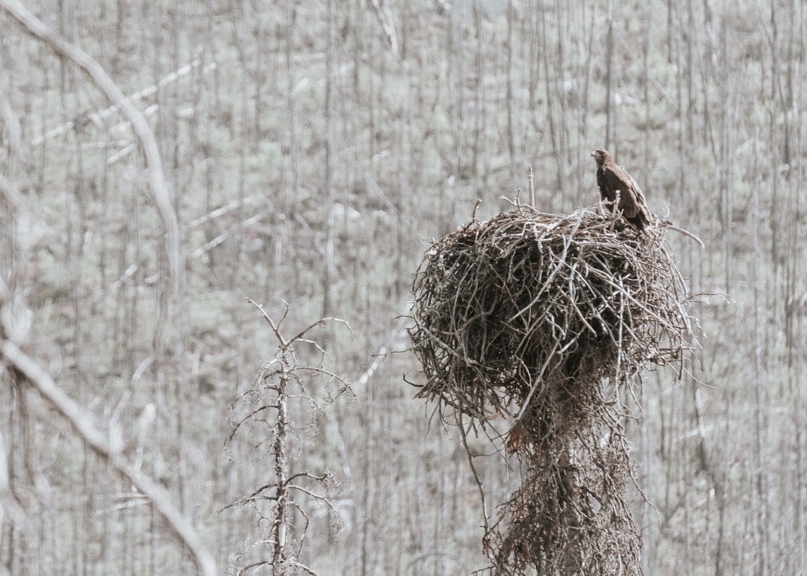 Der junger Weisskopfseeadler in seinem Nest
